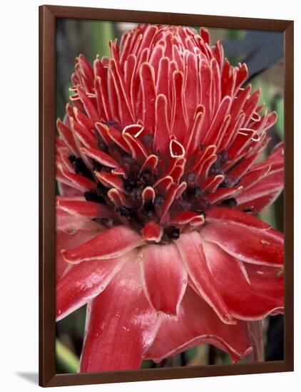 Ginger Flower in Bloom, Napo River Region, Peru-Gavriel Jecan-Framed Photographic Print