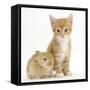 Ginger Kitten, 7 Weeks, and Baby Sandy Lop Rabbit-Mark Taylor-Framed Stretched Canvas