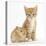 Ginger Kitten, 7 Weeks, and Baby Sandy Lop Rabbit-Mark Taylor-Stretched Canvas