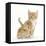 Ginger Kitten, 7 Weeks, and Baby Sandy Lop Rabbit-Mark Taylor-Framed Stretched Canvas