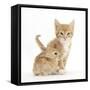 Ginger Kitten, 7 Weeks, and Baby Sandy Lop Rabbit-Mark Taylor-Framed Stretched Canvas