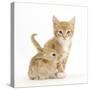 Ginger Kitten, 7 Weeks, and Baby Sandy Lop Rabbit-Mark Taylor-Stretched Canvas