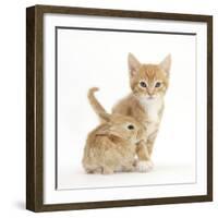 Ginger Kitten, 7 Weeks, and Baby Sandy Lop Rabbit-Mark Taylor-Framed Photographic Print