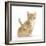 Ginger Kitten, 7 Weeks, and Baby Sandy Lop Rabbit-Mark Taylor-Framed Photographic Print