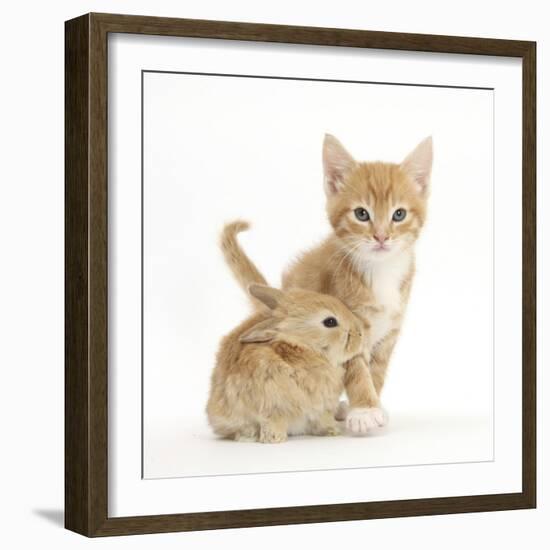 Ginger Kitten, 7 Weeks, and Baby Sandy Lop Rabbit-Mark Taylor-Framed Photographic Print