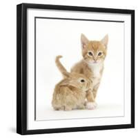 Ginger Kitten, 7 Weeks, and Baby Sandy Lop Rabbit-Mark Taylor-Framed Photographic Print