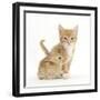 Ginger Kitten, 7 Weeks, and Baby Sandy Lop Rabbit-Mark Taylor-Framed Photographic Print