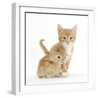 Ginger Kitten, 7 Weeks, and Baby Sandy Lop Rabbit-Mark Taylor-Framed Photographic Print