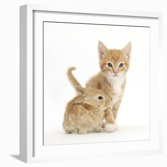 Ginger Kitten, 7 Weeks, and Baby Sandy Lop Rabbit-Mark Taylor-Framed Photographic Print