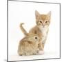 Ginger Kitten, 7 Weeks, and Baby Sandy Lop Rabbit-Mark Taylor-Mounted Photographic Print