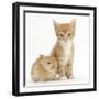 Ginger Kitten, 7 Weeks, and Baby Sandy Lop Rabbit-Mark Taylor-Framed Photographic Print