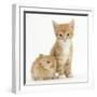 Ginger Kitten, 7 Weeks, and Baby Sandy Lop Rabbit-Mark Taylor-Framed Photographic Print