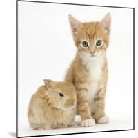 Ginger Kitten, 7 Weeks, and Baby Sandy Lop Rabbit-Mark Taylor-Mounted Photographic Print