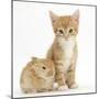 Ginger Kitten, 7 Weeks, and Baby Sandy Lop Rabbit-Mark Taylor-Mounted Photographic Print