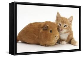 Ginger Kitten, 7 Weeks, and Red Guinea Pig Lying Next to Each Other-Mark Taylor-Framed Stretched Canvas