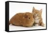 Ginger Kitten, 7 Weeks, and Red Guinea Pig Lying Next to Each Other-Mark Taylor-Framed Stretched Canvas