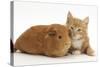 Ginger Kitten, 7 Weeks, and Red Guinea Pig Lying Next to Each Other-Mark Taylor-Stretched Canvas