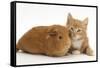 Ginger Kitten, 7 Weeks, and Red Guinea Pig Lying Next to Each Other-Mark Taylor-Framed Stretched Canvas