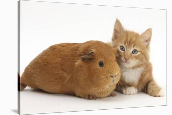 Ginger Kitten, 7 Weeks, and Red Guinea Pig Lying Next to Each Other-Mark Taylor-Stretched Canvas
