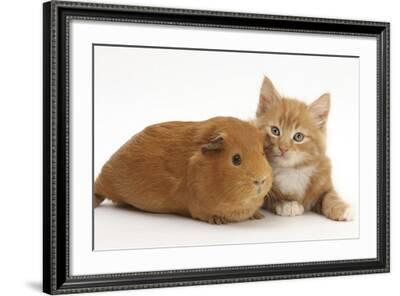 cat and guinea pig playing