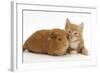 Ginger Kitten, 7 Weeks, and Red Guinea Pig Lying Next to Each Other-Mark Taylor-Framed Photographic Print