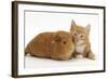 Ginger Kitten, 7 Weeks, and Red Guinea Pig Lying Next to Each Other-Mark Taylor-Framed Photographic Print