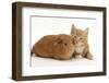 Ginger Kitten, 7 Weeks, and Red Guinea Pig Lying Next to Each Other-Mark Taylor-Framed Photographic Print