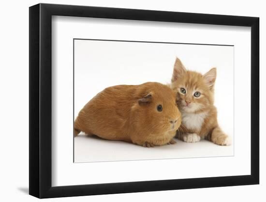 Ginger Kitten, 7 Weeks, and Red Guinea Pig Lying Next to Each Other-Mark Taylor-Framed Photographic Print