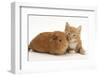 Ginger Kitten, 7 Weeks, and Red Guinea Pig Lying Next to Each Other-Mark Taylor-Framed Photographic Print