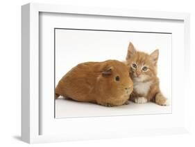 Ginger Kitten, 7 Weeks, and Red Guinea Pig Lying Next to Each Other-Mark Taylor-Framed Photographic Print