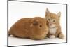 Ginger Kitten, 7 Weeks, and Red Guinea Pig Lying Next to Each Other-Mark Taylor-Mounted Photographic Print