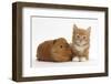 Ginger Kitten, 7 Weeks, and Red Guinea Pig-Mark Taylor-Framed Photographic Print