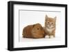 Ginger Kitten, 7 Weeks, and Red Guinea Pig-Mark Taylor-Framed Photographic Print