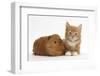 Ginger Kitten, 7 Weeks, and Red Guinea Pig-Mark Taylor-Framed Photographic Print