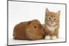 Ginger Kitten, 7 Weeks, and Red Guinea Pig-Mark Taylor-Mounted Photographic Print