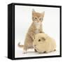 Ginger Kitten, 7 Weeks, and Yellow Guinea Pig-Mark Taylor-Framed Stretched Canvas