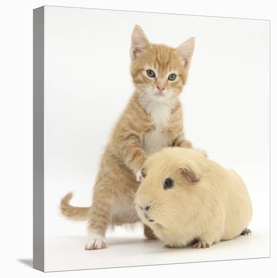 Ginger Kitten, 7 Weeks, and Yellow Guinea Pig-Mark Taylor-Stretched Canvas