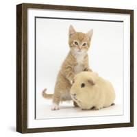 Ginger Kitten, 7 Weeks, and Yellow Guinea Pig-Mark Taylor-Framed Photographic Print