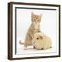 Ginger Kitten, 7 Weeks, and Yellow Guinea Pig-Mark Taylor-Framed Photographic Print