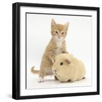 Ginger Kitten, 7 Weeks, and Yellow Guinea Pig-Mark Taylor-Framed Photographic Print