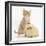 Ginger Kitten, 7 Weeks, and Yellow Guinea Pig-Mark Taylor-Framed Photographic Print