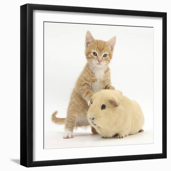 Ginger Kitten, 7 Weeks, and Yellow Guinea Pig-Mark Taylor-Framed Photographic Print