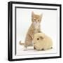 Ginger Kitten, 7 Weeks, and Yellow Guinea Pig-Mark Taylor-Framed Photographic Print