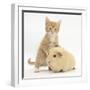 Ginger Kitten, 7 Weeks, and Yellow Guinea Pig-Mark Taylor-Framed Photographic Print