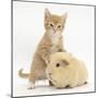Ginger Kitten, 7 Weeks, and Yellow Guinea Pig-Mark Taylor-Mounted Photographic Print