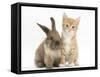 Ginger Kitten, 7 Weeks, and Young Lionhead-Lop Rabbit-Mark Taylor-Framed Stretched Canvas