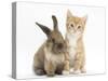 Ginger Kitten, 7 Weeks, and Young Lionhead-Lop Rabbit-Mark Taylor-Stretched Canvas