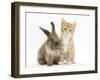 Ginger Kitten, 7 Weeks, and Young Lionhead-Lop Rabbit-Mark Taylor-Framed Photographic Print