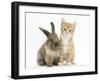 Ginger Kitten, 7 Weeks, and Young Lionhead-Lop Rabbit-Mark Taylor-Framed Photographic Print