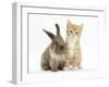 Ginger Kitten, 7 Weeks, and Young Lionhead-Lop Rabbit-Mark Taylor-Framed Photographic Print